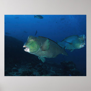 Bumphead Parrotfish Poster