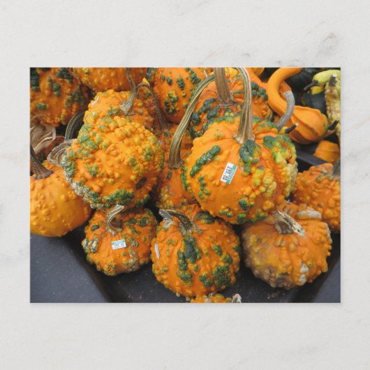 Bumpy Pumpkins Postkarte (Vorderseite)