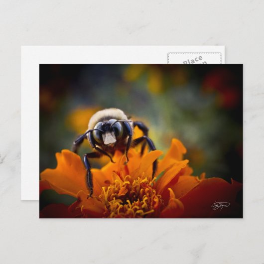 Bunble Bee Postkarte (Vorne/Hinten)