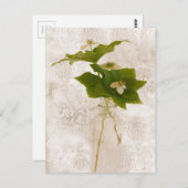 Bunch Berry - Wild Dogwood Postcard Postkarte (Vorne/Hinten)