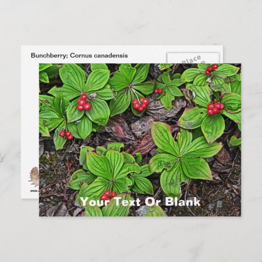 Bunchbeere mit Beeren Postkarte (Vorne/Hinten)