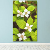 Bunchberry-Blume Leinwanddruck (Insitu (Holzboden))