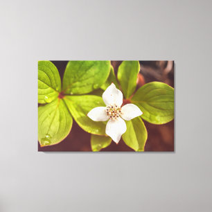 Bunchberry Leinwanddruck