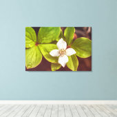 Bunchberry Leinwanddruck (Insitu (Holzboden))