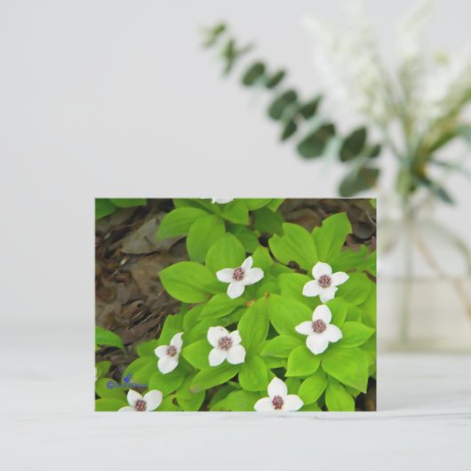 Bunchberry Postkarte (Stehend Vorderseite)