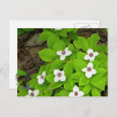 Bunchberry Postkarte (Vorne/Hinten)