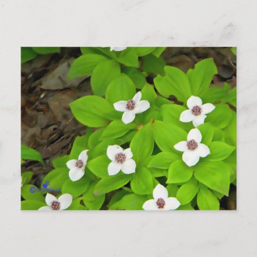 Bunchberry Postkarte (Vorderseite)