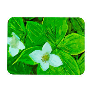 Bunchberry White Wildblume Abstrakt Magnet
