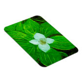 Bunchberry White Wildblume Magnet (Rechte Seite)