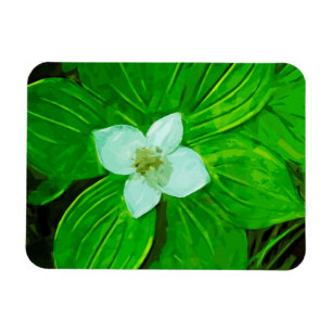 Bunchberry White Wildblume Magnet