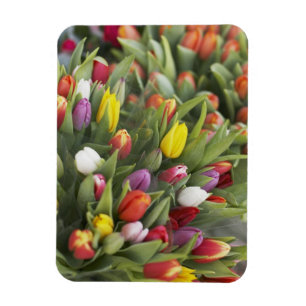 Bündel der bunten Tulpen Magnet
