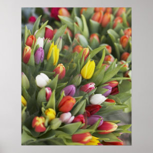 Bündel der bunten Tulpen Poster