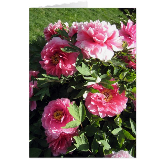 Bündel rosa Pfingstrosen (Vorne)