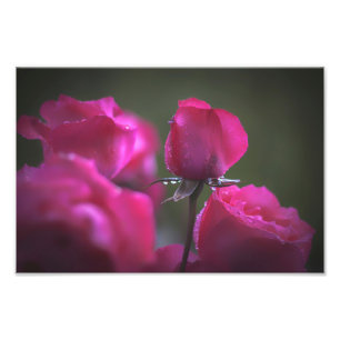 Bündel rosa Rosen (Landschaft) Fotodruck