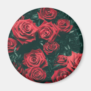 Bündel roter Rosen Magnet
