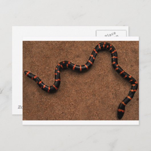 Bungarusschlange Postkarte (Vorne/Hinten)