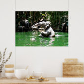 Bungle im Dschungel 36 x 24 Poster (Küche)