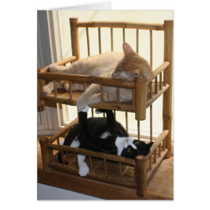 Bunk Bed Brothers