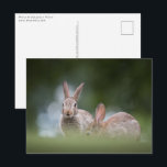 Bunnies Wildlife Foto Postkarte<br><div class="desc">Naturfoto von niedlichen Kaninchen auf dem Rhein im Western Deutschland.</div>