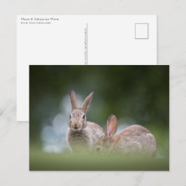 Bunnies Wildlife Foto Postkarte