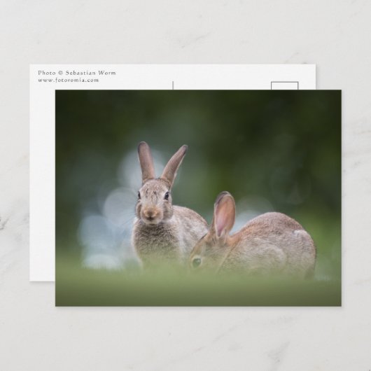 Bunnies Wildlife Foto Postkarte (Vorne/Hinten)