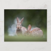 Bunnies Wildlife Foto Postkarte (Vorderseite)