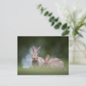 Bunnies Wildlife Foto Postkarte (Stehend Vorderseite)