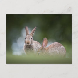 Bunnies Wildlife Foto Postkarte