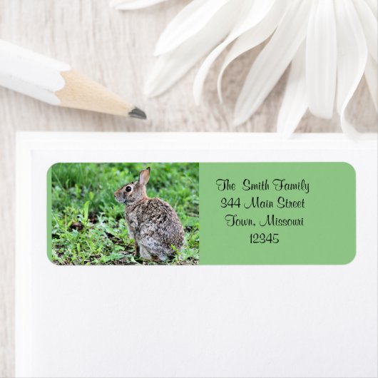 Bunny (Insitu)