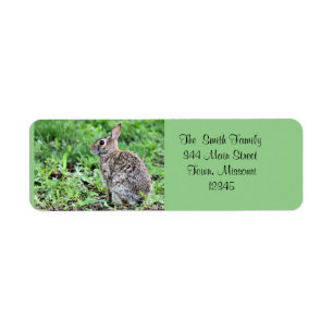 Bunny
