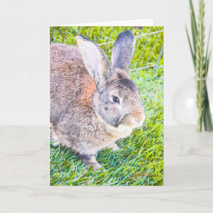 Bunny Blank Grußkarte Karte