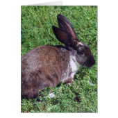 Bunny Blank Inside (Vorne)