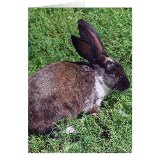 Bunny Blank Inside (Vorne)