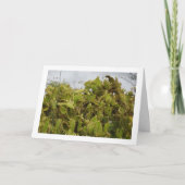 Bunny Ears Cactus, Opuntia Microdasys Karte (Vorderseite)