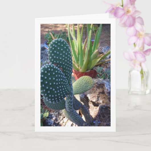 Bunny Ears Cactus und Aloe Vera Pflanze Karte (Orchidee)