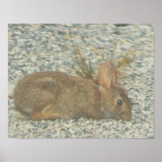 Bunny Foto Poster (Vorne)