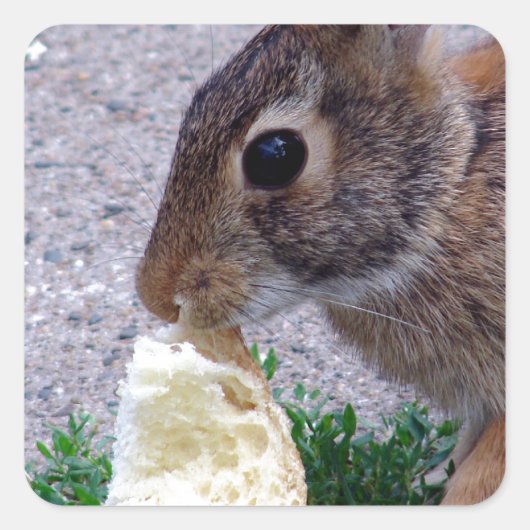 Bunny Found Brot Quadratischer Aufkleber (Vorderseite)