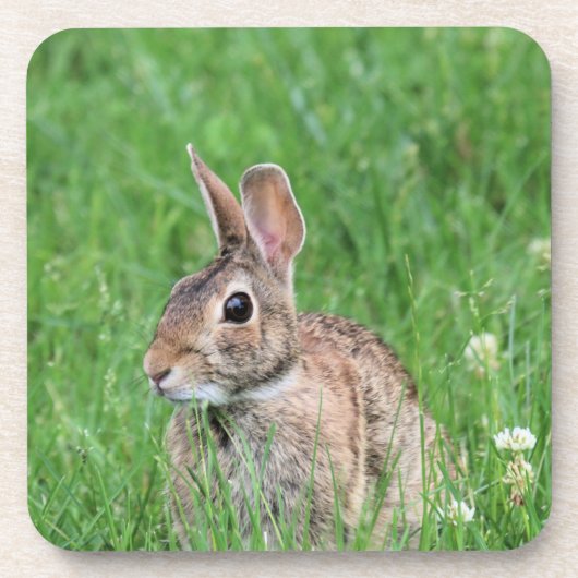 Bunny Getränkeuntersetzer (Vorderseite)