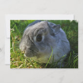 Bunny ist Nah hoch (Vorderseite)