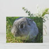 Bunny ist Nah hoch (Stehend Vorderseite)