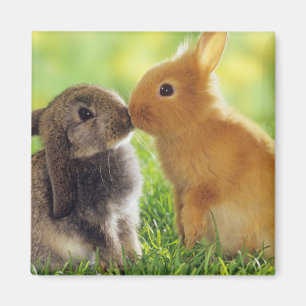 Bunny Kiss Magnet