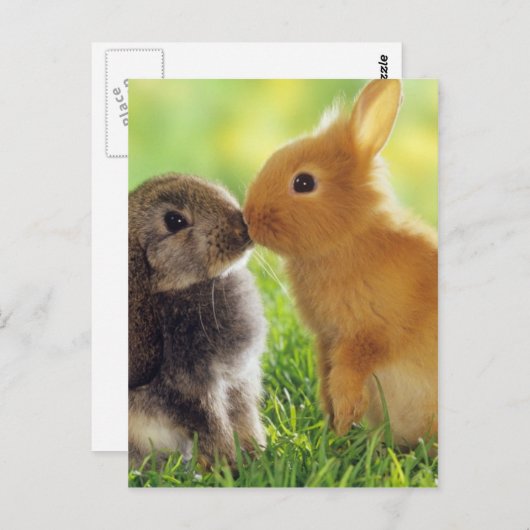 Bunny Kiss Postkarte (Vorne/Hinten)