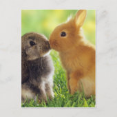 Bunny Kiss Postkarte (Vorderseite)