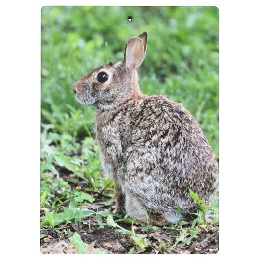 Bunny Klemmbrett (Rückseite)