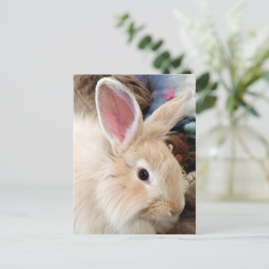 Bunny Liebe Französisch Angora Rabbit Fotografie Postkarte (Stehend Vorderseite)