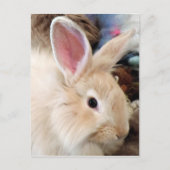 Bunny Liebe Französisch Angora Rabbit Fotografie Postkarte (Vorderseite)