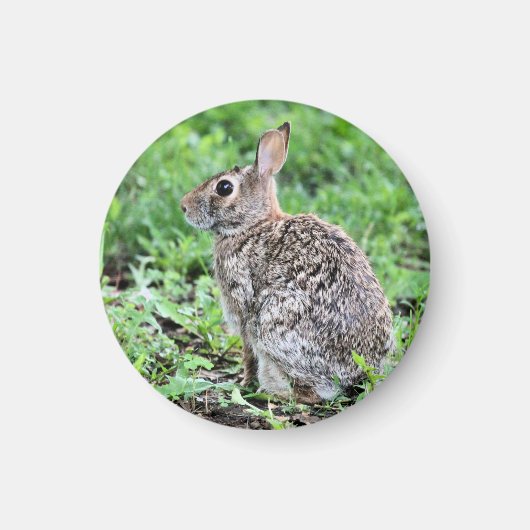 Bunny Magnet (Vorne)