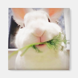 Bunny Magnet
