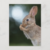 Bunny Nature Foto Postkarte (Vorderseite)