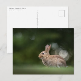 Bunny Nature Foto Postkarte